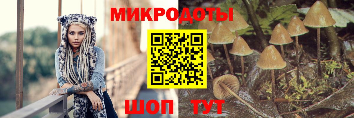 Псилоцибиновые грибы мицелий Дивногорск